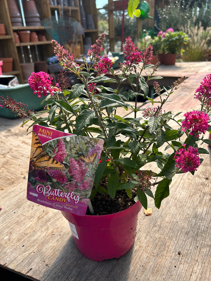 Buddleja Butterfly Candy 'Little Ruby' C3