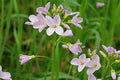Cardamine pratensis 1L with clusters of pale pink-lilac flowers and lacy green leaves at Pengelly GC Cornwall