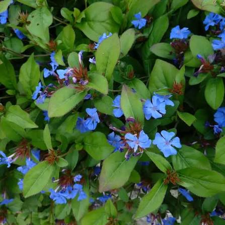 Ceratostigma griffithii 2.5ltr