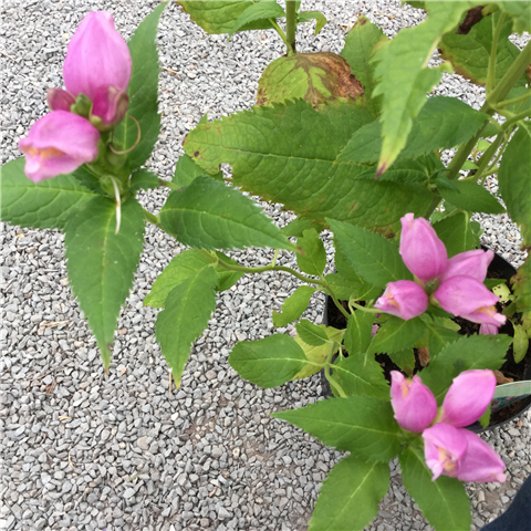 Chelone obliqua 2L potted plant with glossy green leaves and pink tubular blooms at Pengelly Garden Centre Cornwall