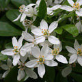 Choisya ternata 3Ltr