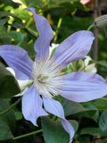 Clematis 'Blue River'