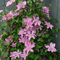 Clematis Bridgewater Evi 3ltr