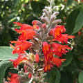 Colquhounia coccinea Nepalese Flame   3L
