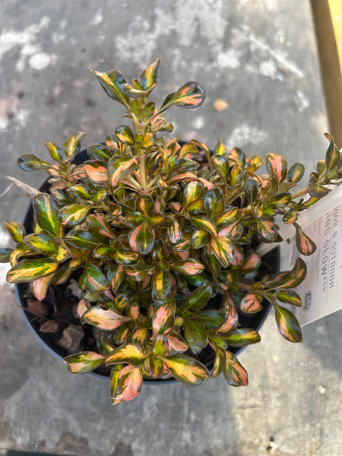 Coprosma Evening Glow 15cm pot