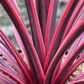 Cordyline australis Charlie Boy P14, compact potted clump of narrow burgundy leaves at Pengelly Garden Centre