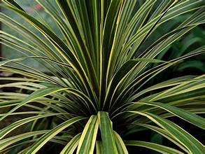 Cordyline australis Variegata P14 potted plant with cream-striped green sword leaves at Pengelly Garden Centre Cornwall