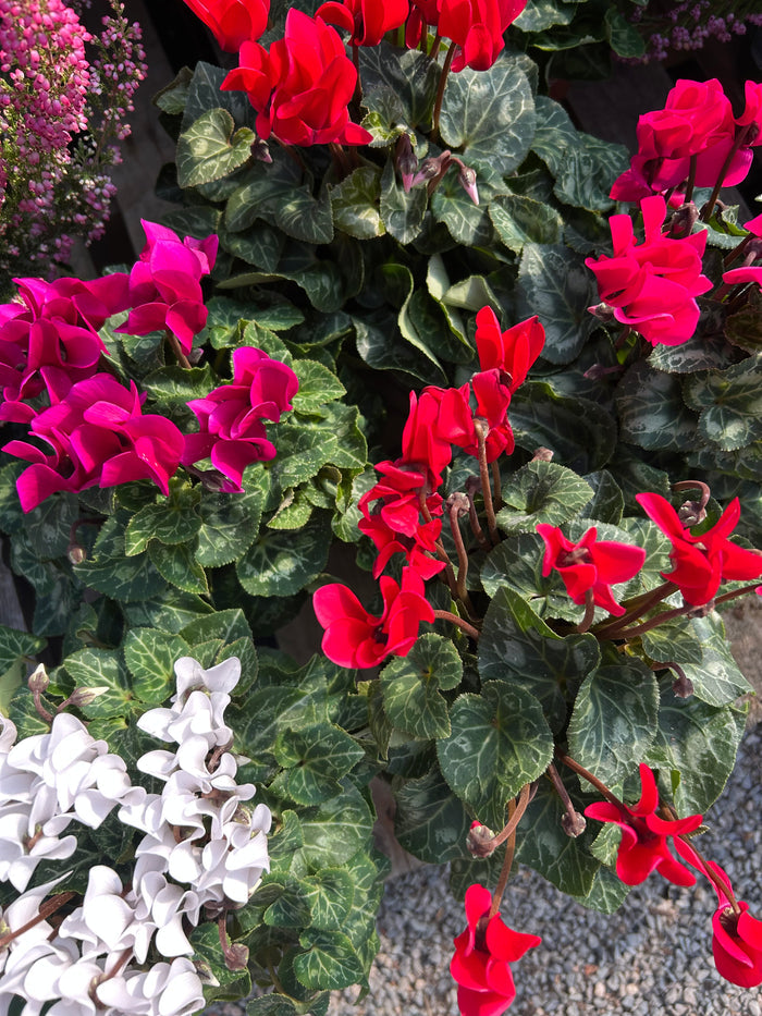 Cyclamen XL 10.5cm