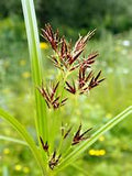 Cyperus longus 1ltr potted plant with tall reed-like stems and bright green foliage at Pengelly Garden Centre Cornwall