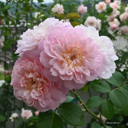 David Austin Rose Elizabeth apricot-pink shrub rose in full bloom at Pengelly Garden Centre Cornwall