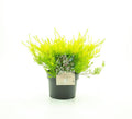 Diosma hirsuta 'Sunset Gold' 3ltr