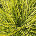 Festuca glauca AmiGold 2ltr