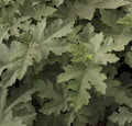 Ficus 'Silver Lyre' 2Ltr