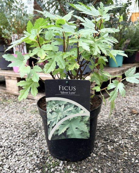 Ficus 'Silver Lyre' 2Ltr