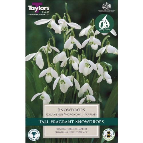 Galanthus Woronowii (18)