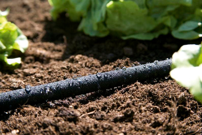 Black coiled soaker hose laid across soil, porous garden irrigation tube for slow watering of borders and vegetable beds
