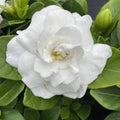 Gardenia jasminoides 'Double Diamonds' 2ltr