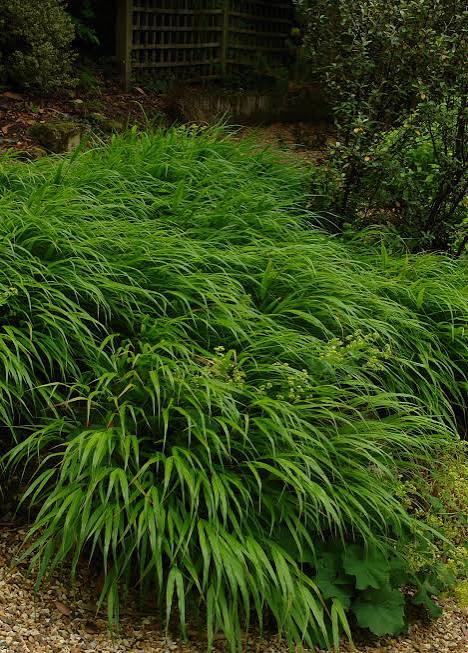 Hakonechloa macra 2ltr