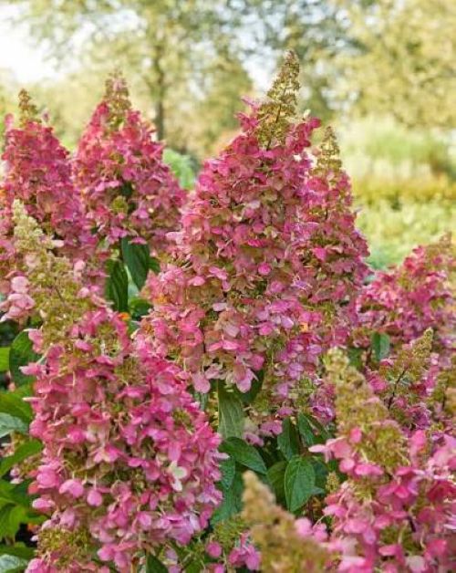 Hydrangea paniculata Candlestick 3L potted, upright creamy white-to-pink panicles and green foliage at Pengelly Cornwall