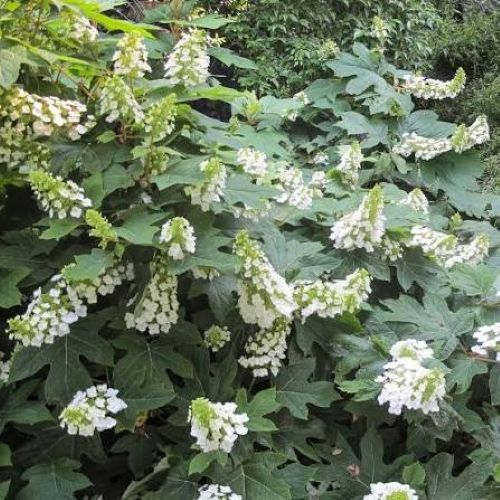 Hydrangea quercifolia Ice Crystal 3L white-pink conical blooms in pot Pengelly Garden Centre Cornwall