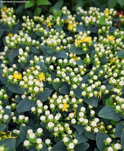 Hypericum Miracle Blizz 2ltr