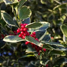 Ilex argentea marginata pyramid self pollinating female 7.5ltr silver-edged holly in pot at Pengelly Garden Centre