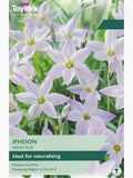 Ipheion 'Wisley Blue' (20)