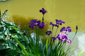 Iris ensata 1Ltr purple Japanese iris in 1L pot with green foliage at Pengelly Garden Centre Cornwall