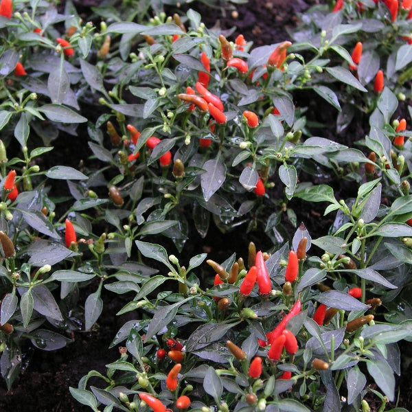 Demon Red chilli pepper plant with glossy bright red conical fruits and green leaves