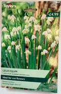 Leucojum Aestivum (7)