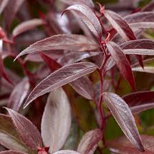 Leucothoe 'Burning Love' 2ltr