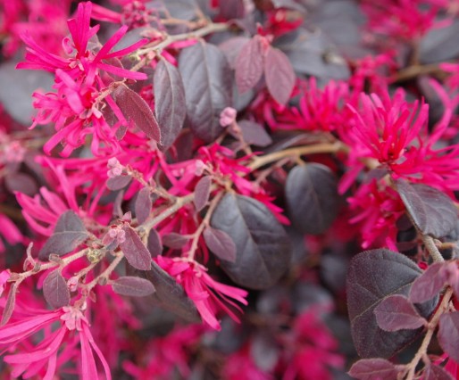 Loropetalum chinensis 'Fire Dance' 15cm