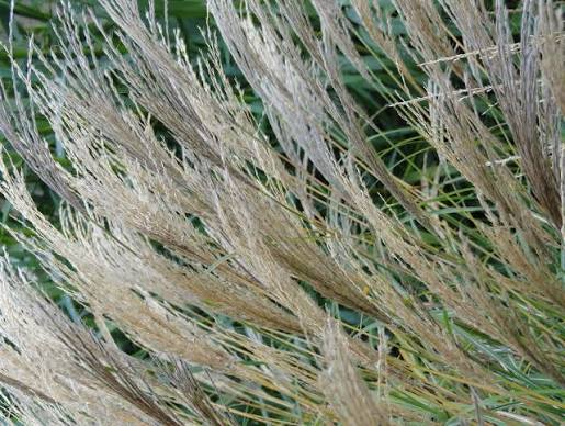 Miscanthus sinensis 'Adagio' 3Ltr