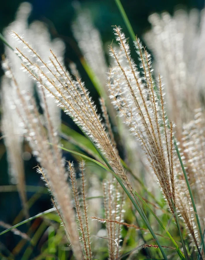 Miscanthus sinensis 'Gracillimus' 2Ltr