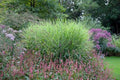 Miscanthus sinensis 'Strictus' 2ltr