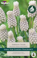 Muscari Siberian Tiger (30)