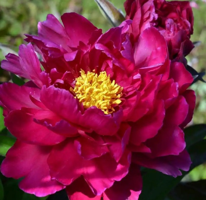 Paeonia Lactiflora 'Agida' 2Ltr