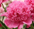 Paeonia Lactiflora 'Edulis Superba' 2Ltr