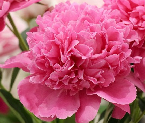 Paeonia Lactiflora 'Edulis Superba' 2Ltr