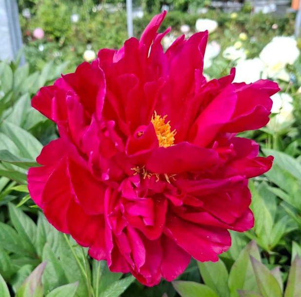 Paeonia Lactiflora 'Inspectour Lavergne' 2Ltr
