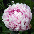 Paeonia lactiflora 'Sarah Bernhardt' 5L