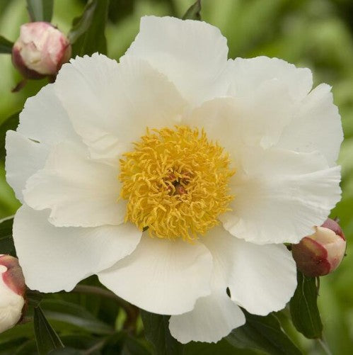 Paeonia Lactiflora 'White Wings' 2Ltr
