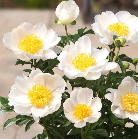 Paeonia 'Patio Dublin' 3L
