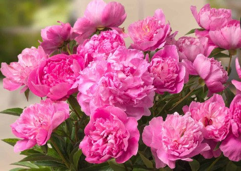 Paeonia 'Patio Rome' 3L