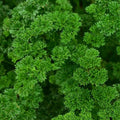 Parsley Curled 1L