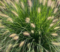 Pennisetum alopecuroides 'Hameln' P26