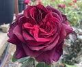 Rosa 'Grafin Dana'