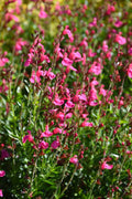 Salvia greggii Pink 3ltr