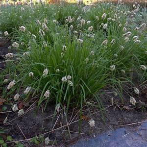 Sesleria caerulea 2L clump of blue-green tufted ornamental grass in pot at Pengelly Garden Centre Cornwall