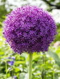 Taylors Bulbs Allium Ambassador (1)